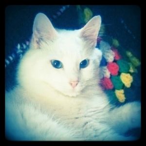 Meet your Posher, Sharon